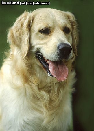 Golden Retriever Hunde Foto 15373 in höherer Auflösung ansehen Golden Retriever Ein goldiger Kerl ;-)