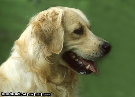 Golden Retriever Hunde Foto 15375 in höherer Auflösung ansehen Golden Retriever Golden Retriever