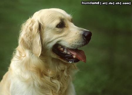 Golden Retriever Hunde Foto 15376 in höherer Auflösung ansehen Golden Retriever Golden Retriever