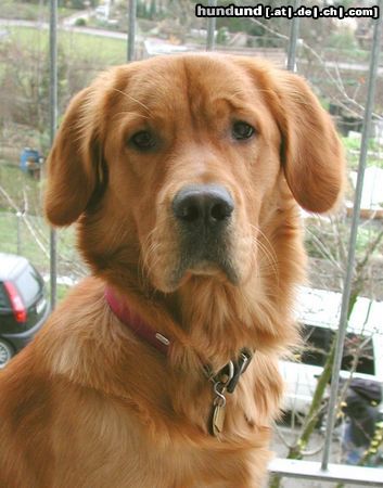 Golden Retriever Hunde Foto 16995 in höherer Auflösung ansehen Golden Retriever T O P A S