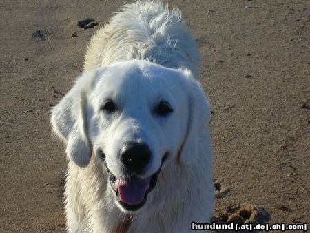 Golden Retriever Hunde Foto 5905 Golden Retriever Nico genießt Andalusien