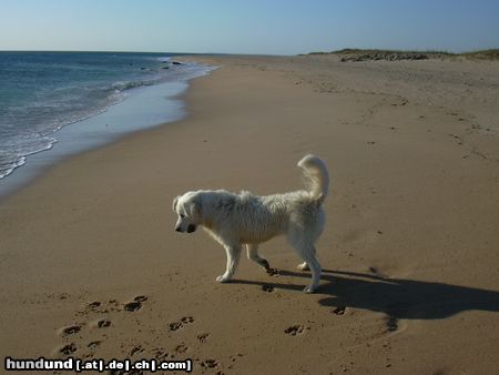 Golden Retriever An der Playa ist es super!