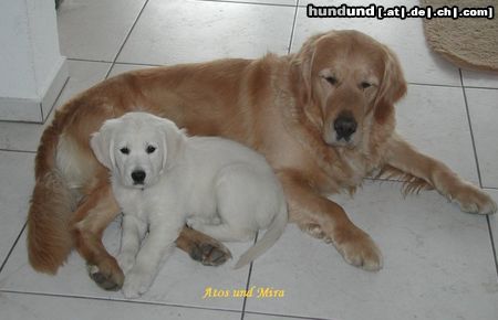 Golden Retriever Hunde Foto 10159 Golden Retriever Atos of Goldenlove mit Mira