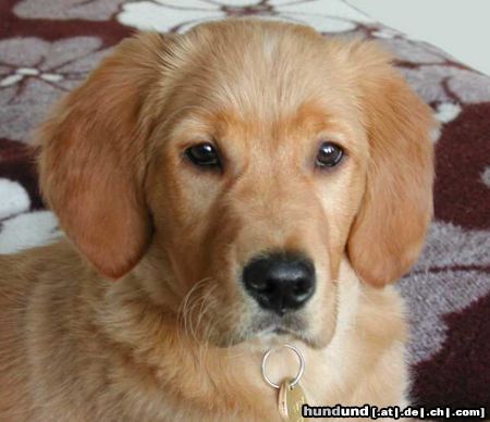Golden Retriever Hunde Foto 9534 Golden Retriever Topas 3 1/2 Monate