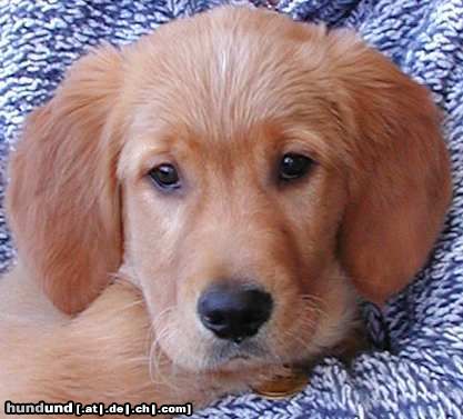 Golden Retriever Hunde Foto 9461 Golden Retriever TOPAS 15 Wochen