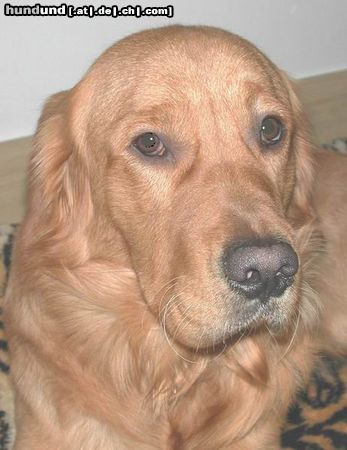 Golden Retriever Hunde Foto 19874 in höherer Auflösung ansehen Golden Retriever TOPAS_2