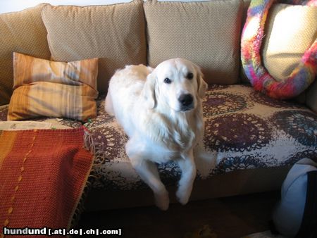 Golden Retriever Hunde Foto 10086 Golden Retriever Rebekka, geboren 28.02.03
