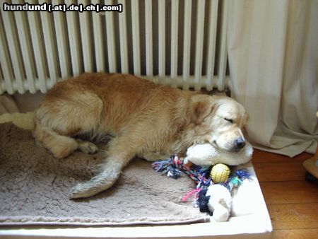 Golden Retriever Cico - baden macht ja soooo müüüüdäääää.... -