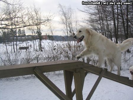 Golden Retriever Hunde Foto 10089 Golden Retriever Rebekka