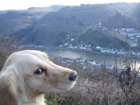 Golden Retriever Hunde Foto 27081 in höherer Auflösung ansehen Golden Retriever Lea genießt die Aussicht
