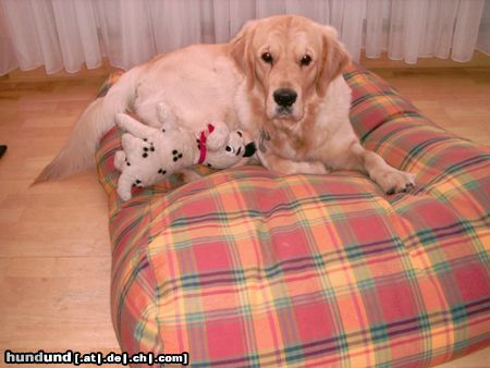 Golden Retriever Hunde Foto 12133 Golden Retriever Spiel mit mir !