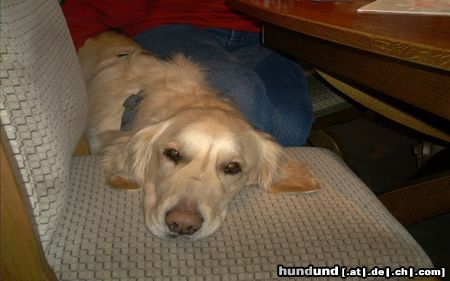 Golden Retriever Hunde Foto 18960 Golden Retriever Was guckst du?