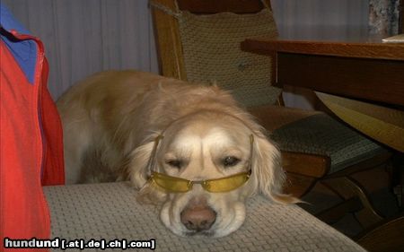Golden Retriever Hunde Foto 18961 Golden Retriever Eliot sagt:It's cool Man....!