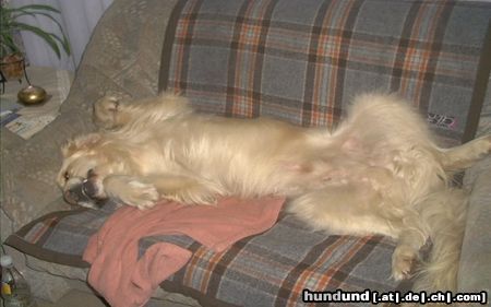 Golden Retriever Hunde Foto 18963 Golden Retriever Kraul mich.........!!!!!