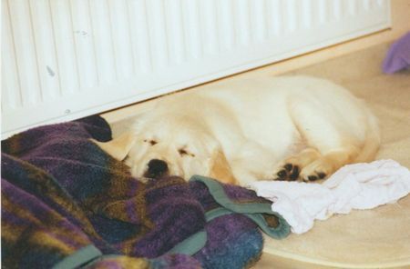 Golden Retriever Hunde Foto 28458 Golden Retriever Gina ersten Stunden zu Hause