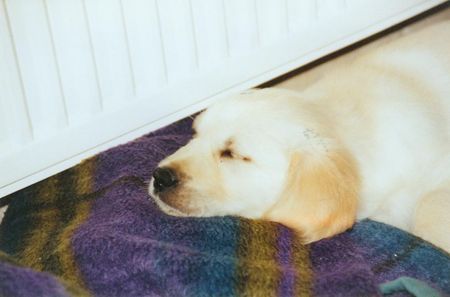 Golden Retriever Hunde Foto 28672 Golden Retriever Ginas erste Stunden zu hause