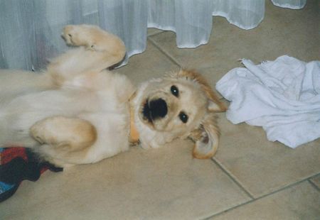 Golden Retriever Hunde Foto 28866 Golden Retriever Unsere Süsse