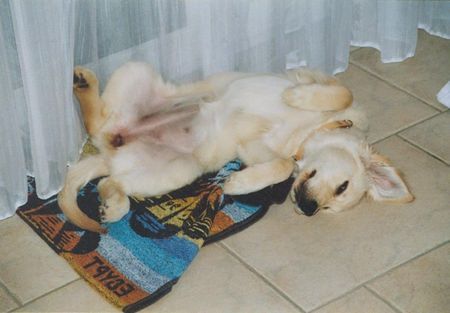 Golden Retriever Hunde Foto 28460 Golden Retriever Gina 12 wochen