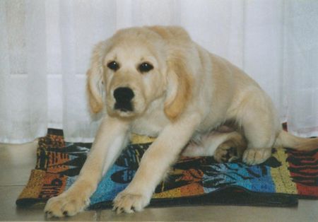 Golden Retriever Hunde Foto 28461 Golden Retriever Gina 12 wochen