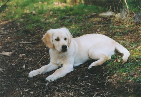 Golden Retriever Hunde Foto 35534 Golden Retriever gina