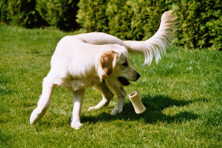Golden Retriever Hunde Foto 28867 Golden Retriever Unsere Süsse