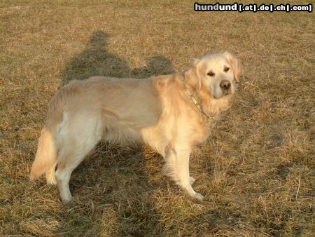 Golden Retriever Hundename: Santo