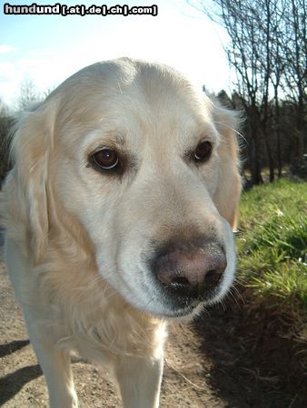 Golden Retriever Hunde Foto 2974 Golden Retriever Hundename: Santo