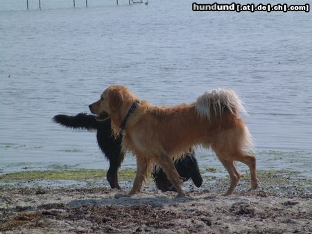 Golden Retriever Hunde Foto 5641 Golden Retriever Hier können wir bleiben !