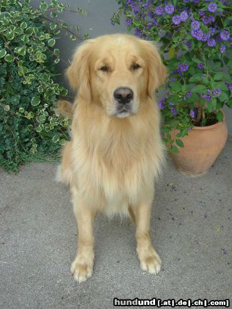 Golden Retriever Hunde Foto 8412 Golden Retriever Denny