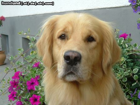 Golden Retriever Hunde Foto 8411 Golden Retriever Denny