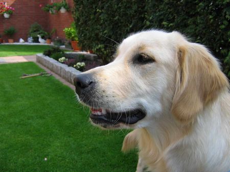 Golden Retriever Hunde Foto 35506 Golden Retriever Gina unser Sonnenschein