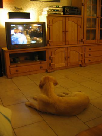 Golden Retriever Hunde Foto 35507 Golden Retriever Gina unser Sonnenschein