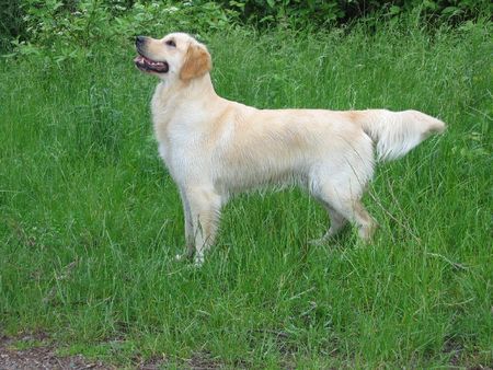 Golden Retriever Hunde Foto 35477 Golden Retriever Gina 3 Jahre