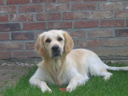 Golden Retriever Hunde Foto 35526 Golden Retriever Unsere Süsse Gina