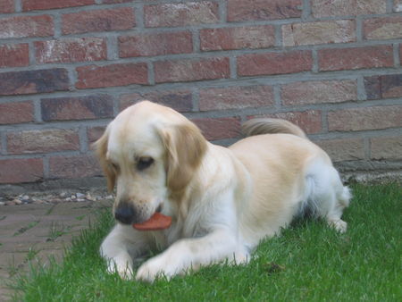 Golden Retriever Hunde Foto 35505 Golden Retriever Gina unser Sonnenschein