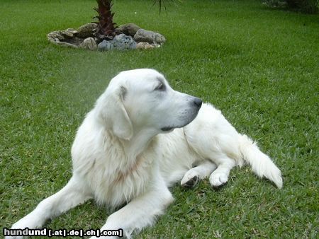 Golden Retriever Hunde Foto 6402 Golden Retriever Nico an seinem 1.Geburtstag