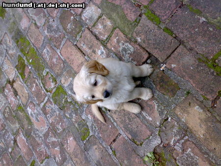 Golden Retriever Unser kleiner Bruno