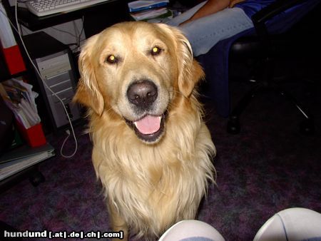 Golden Retriever Hunde Foto 6549 Golden Retriever AJAX