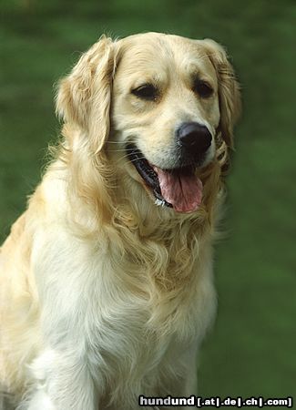 Golden Retriever Hunde Foto 12714 Golden Retriever Ein