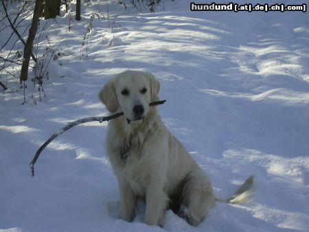 Golden Retriever Hunde Foto 7687 Golden Retriever Juchu, endlich Schnee...