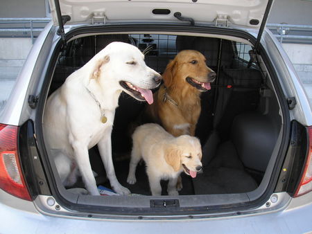 Golden Retriever Hunde Foto 33365 Golden Retriever Einstein - Maja - Jenny