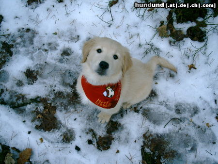 Golden Retriever Ayk vom Lausitzer Land geb.: 18.11.2008