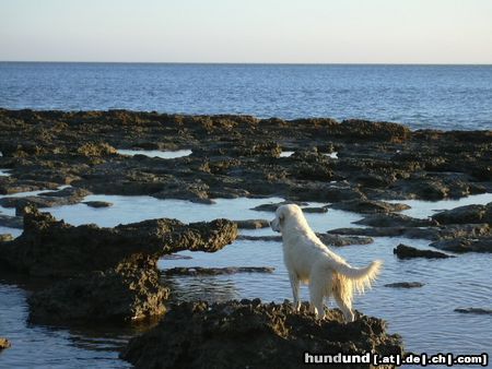 Golden Retriever Hunde Foto 5906 Golden Retriever Nico auf Fischfang am Atlantik