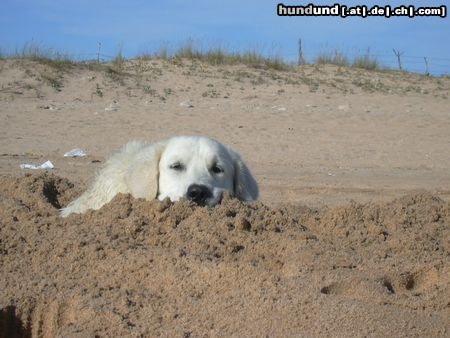 Golden Retriever Hunde Foto 5955 Golden Retriever Nico an der Playa