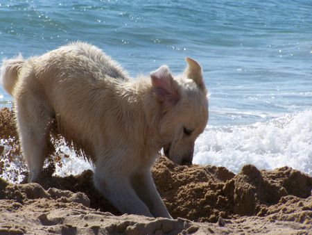 Golden Retriever Hunde Foto 34019 Golden Retriever Da fliegen die Ohren...