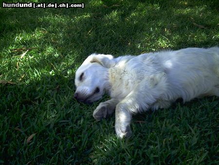 Golden Retriever Hunde Foto 23816 Golden Retriever Siesta