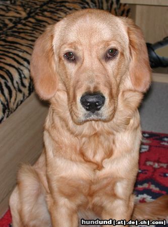 Golden Retriever Hunde Foto 11737 Golden Retriever TOPAS_7_Mt