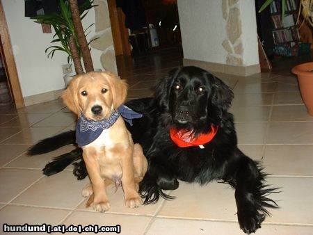 Golden Retriever Hunde Foto 17291 in höherer Auflösung ansehen Golden Retriever Filou und Louis