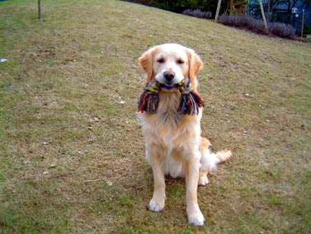 Golden Retriever Hunde Foto 392 Golden Retriever Archimedes Baron von Dachsberg