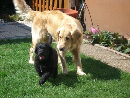 Golden Retriever Hunde Foto 32043 Golden Retriever Cory und ihr Sohn Robbie 04/06